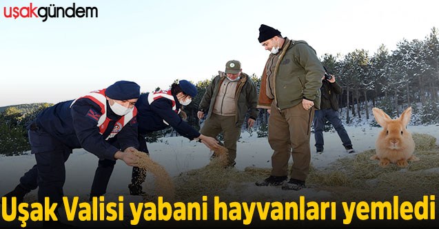 Uşak Valisi yabani hayvanları yemledi