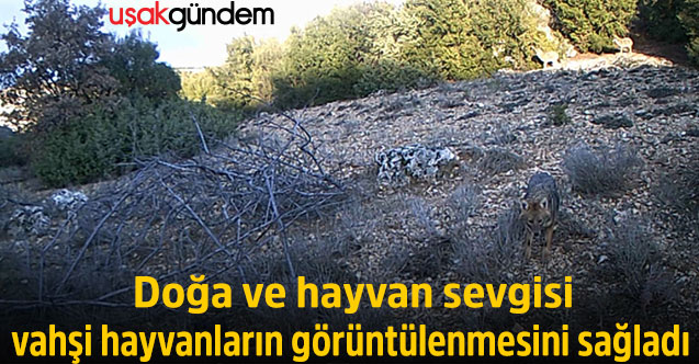 Doğa ve hayvan sevgisi vahşi hayvanların görüntülenmesini sağladı