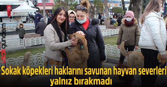 Sokak köpekleri haklarını savunan hayvan severleri yalnız bırakmadı