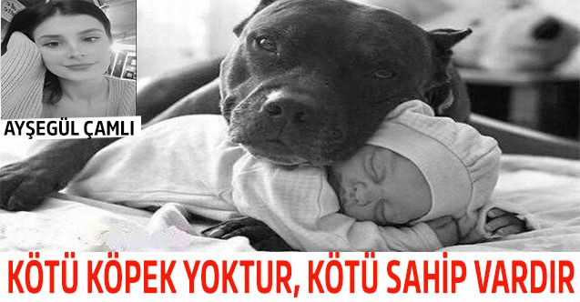 KÖTÜ KÖPEK YOKTUR, KÖTÜ SAHİP VARDIR