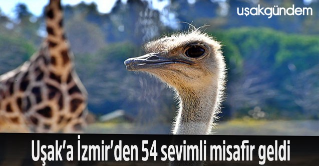 Uşak’a İzmir’den 54 sevimli misafir geldi