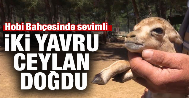 Hobi Bahçesinde sevimli 2 yavru ceylan doğdu