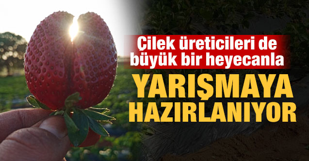 Çilek üreticileri de büyük bir heyecanla yarışmaya hazırlanıyor