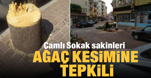 Çamlı Sokak sakinleri ağaç kesimine tepkili