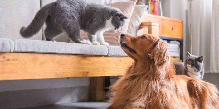 Apartmanda evde kedi köpek besleyenler Yargıtay emsal karar verdi cezası açıklandı!