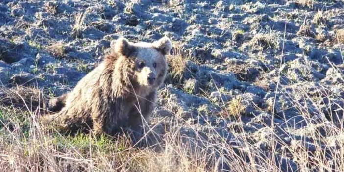 Kütahya'da yaralı ayı yavrusu tedavi altına alındı