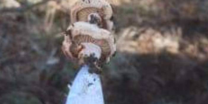 Emet’te çift başlı melki mantarı bulundu