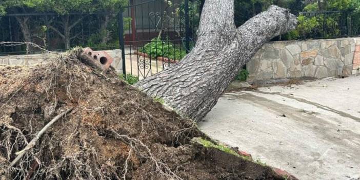 İzmir’de etkili olan fırtına 15 metrelik çam ağacını kökünden söktü