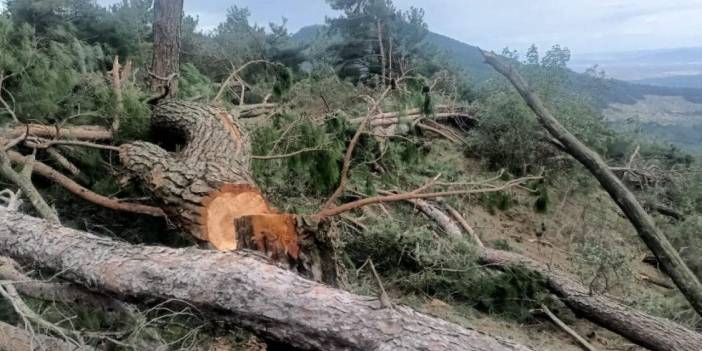 Aydın’da ormanlık alanda kesilen çam ağaçları için Cumhuriyet Savcılığı harekete geçti