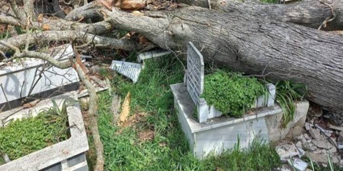 Denizli’de asırlık meşe ağaçları bakımsızlıktan mezarlıkların üstüne devrildi