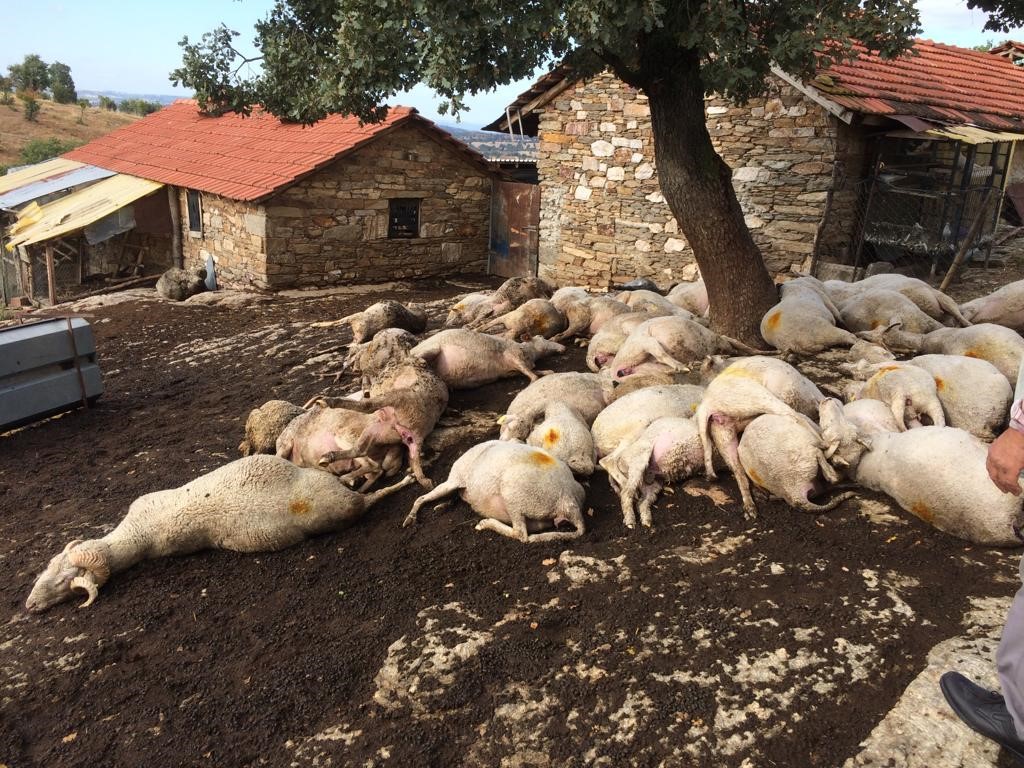manisa-2.jpg