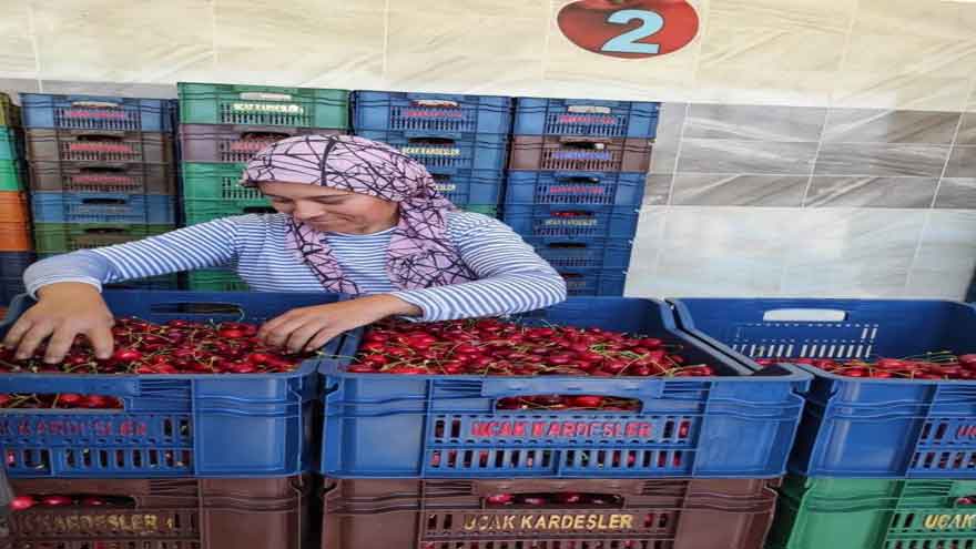 kiraz-2.jpg
